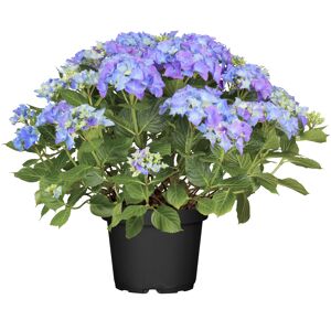Hortensie 'Royalty® Amor' Topf Ø 23 cm