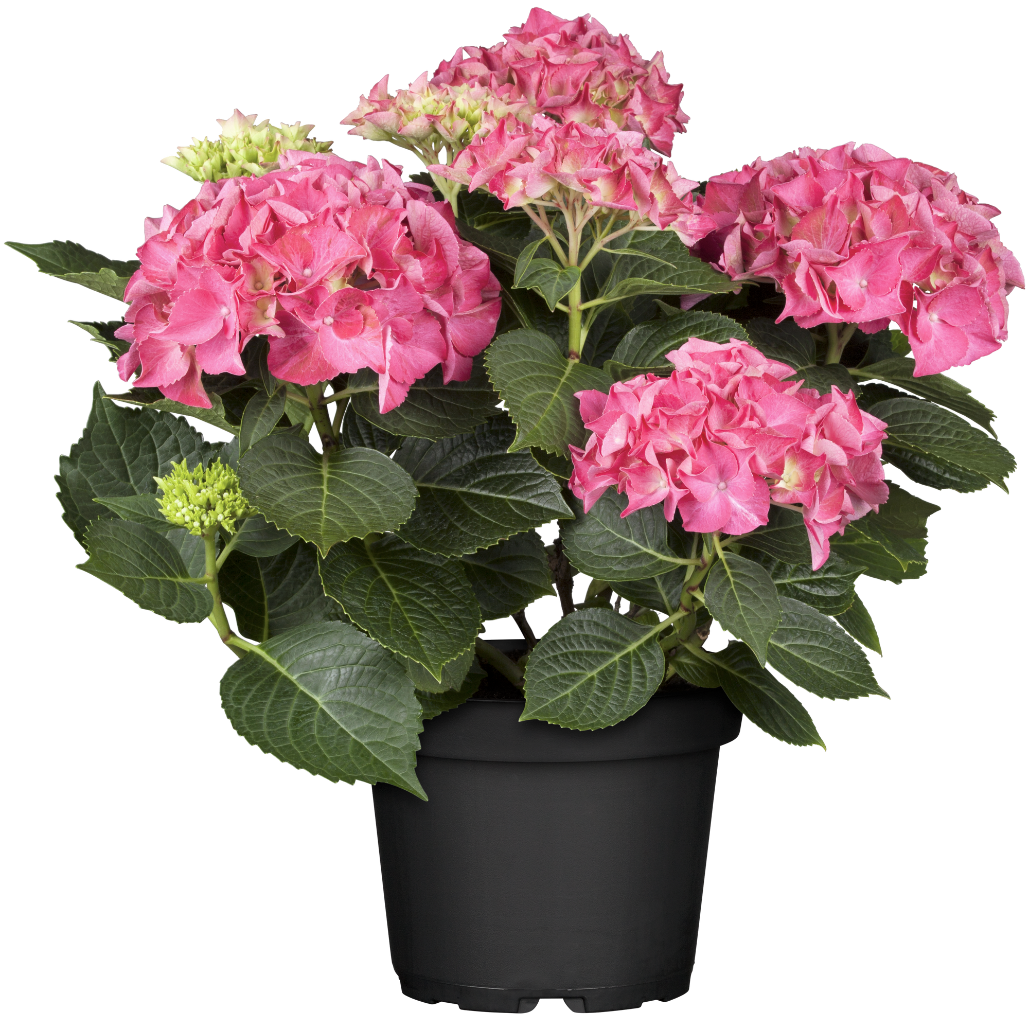Hortensie 'Royalty® Lady Mata Hari Pink' Topf Ø 23 cm