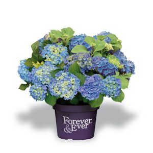Hortensie 'Forever & Ever®' blau, Topf Ø 23 cm