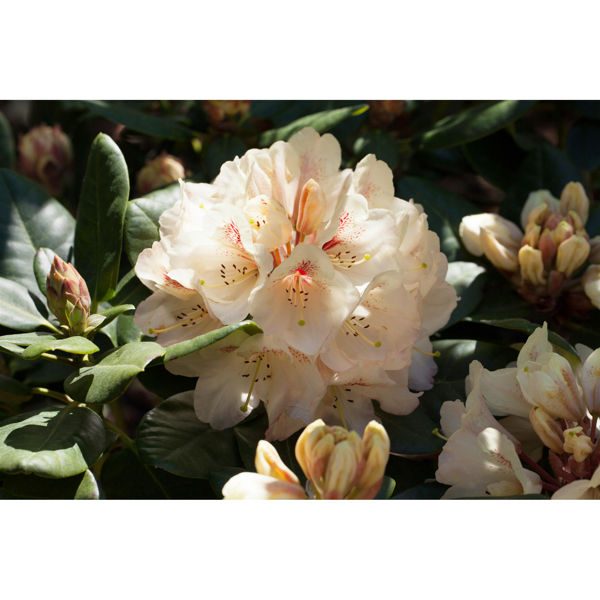 Zwerg-Rhododendron 'Inkarho'®  weiß 23 cm Topf