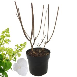 Ballhortensie 'Strong Annabelle'® weiß 19 cm Topf