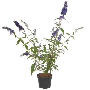 Schmetterlingsflieder blau 19 cm Topf