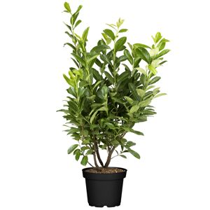 Kirschlorbeer 'Novita' 80-100 cm, 23 cm Topf