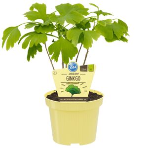 Bio-Ginkgo 12 cm Topf