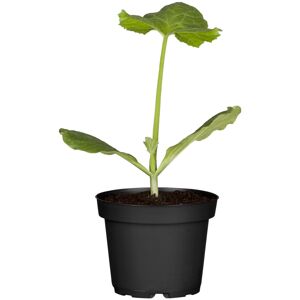 Zucchini 'Geode' rund 10,5 cm Topf