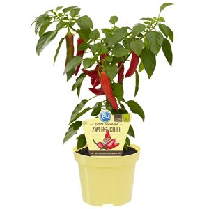 Bio-Zwerg-Chili 12 cm Topf