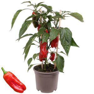 Naturtalent by toom® Bio-Paprika-Mix 13 cm Topf