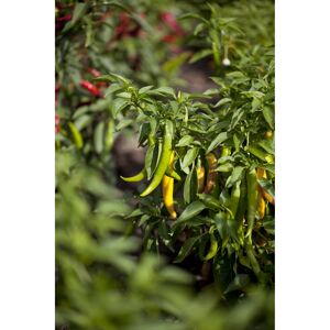 Peperoni 'Fireflame' F1, 10,5 cm Topf, 3er-Set