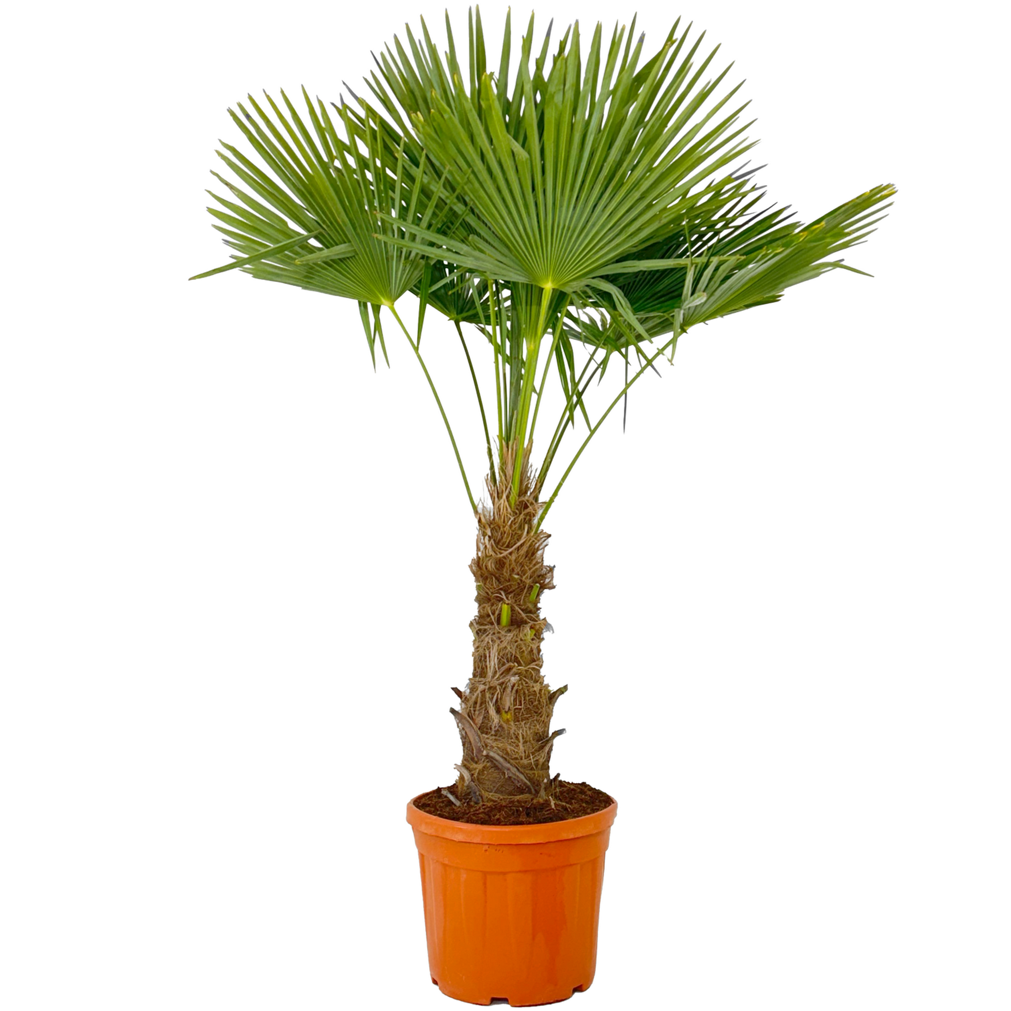Hanfpalme 150 cm, 44 cm Topf