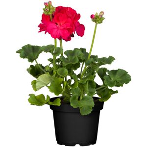 Stehende Geranie verschiedene Farben 12 cm Topf