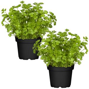Naturtalent by toom® Bio-Petersilie kraus 12 cm Topf, 2er-Set