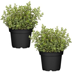 Naturtalent by toom® Bio-Oregano 12 cm Topf, 2er-Set