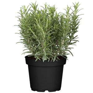 Rosmarin 14 cm Topf