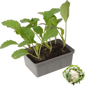 Blumenkohl 6er-Schale