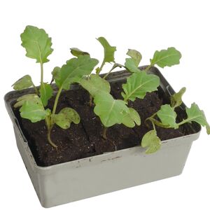 Broccoli 6er-Schale