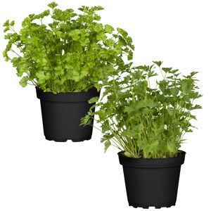 Naturtalent by toom® Bio-Petersilie glatt & kraus 12 cm Topf, 2er-Set