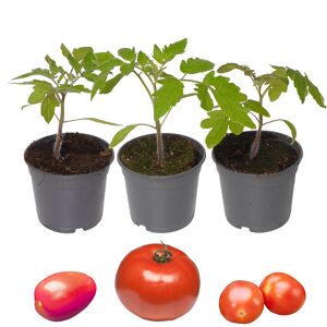 Tomaten-Mix 'Nr.1' 9 cm Topf, 3er-Set