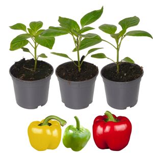 Paprika-Mix rot, gelb, grün 9 cm Topf, 3er-Set