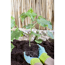 Gurken-Mix 9 cm Topf, 3er-Set