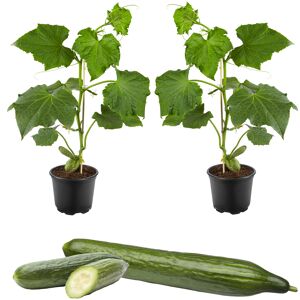 Große Schlangengurke 'Cyrano®' 12 cm Topf, 2er-Set