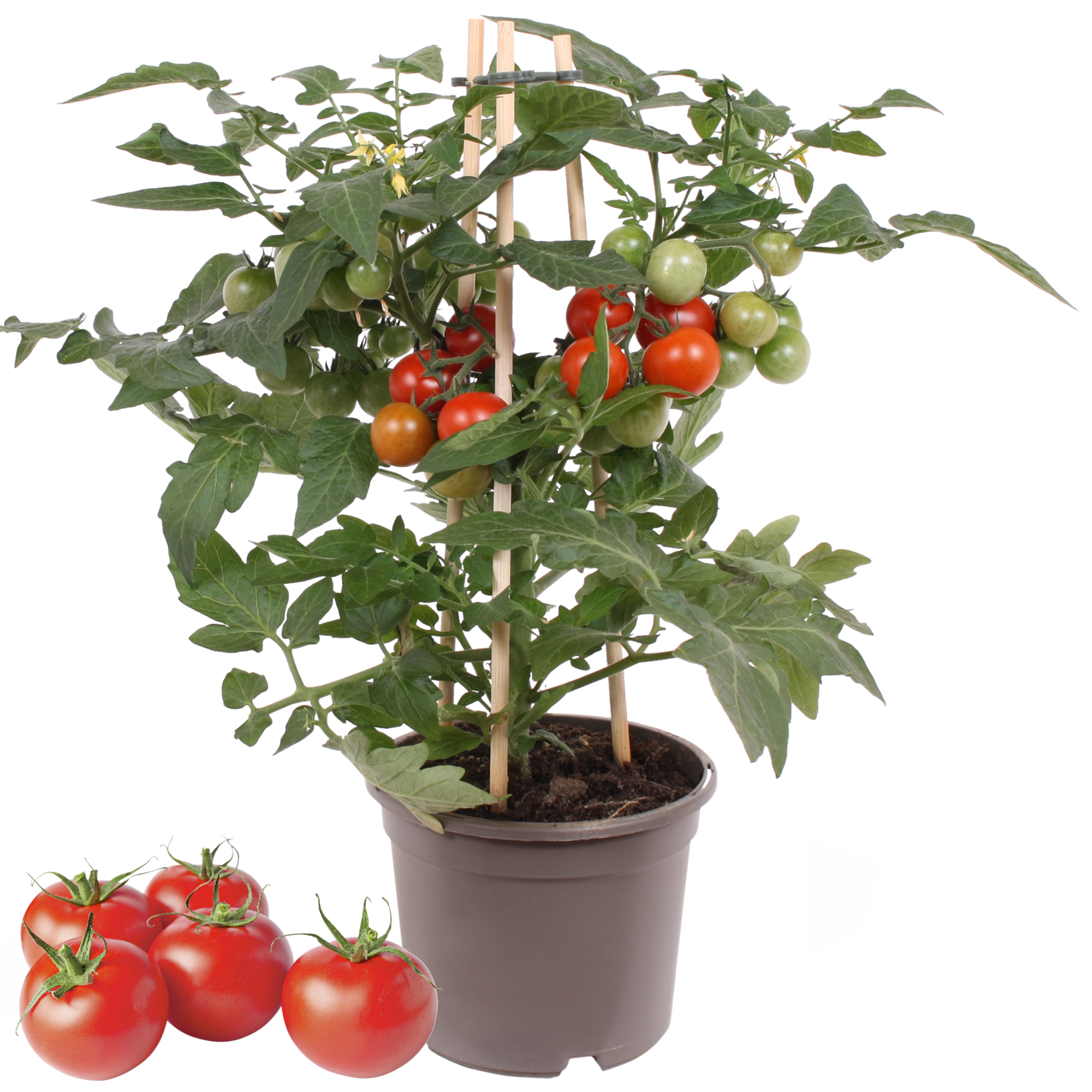 Cherrytomate mit Früchten, rot, 14 cm Topf