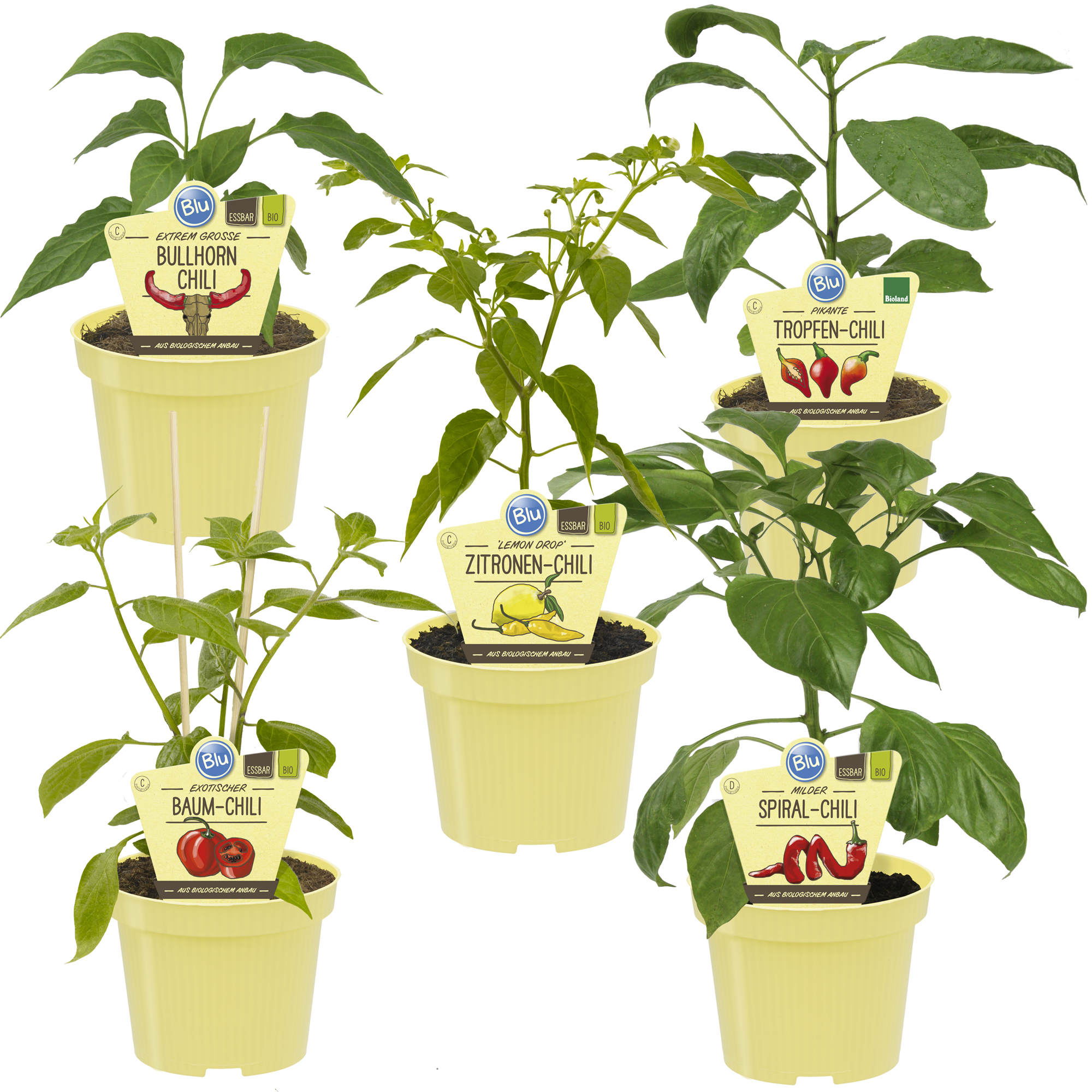 Bio-Chili 'Chili Fans' 12 cm Topf, 5er-Set