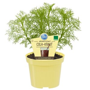 Bio-Cola-Kraut 12 cm Topf