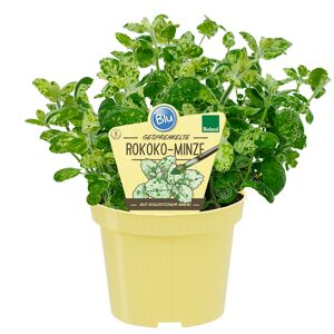 Bio-Minze 'Rokoko' 12 cm Topf