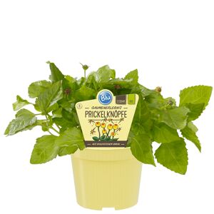Bio-Prickelknöpfe 12 cm Topf