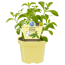 Bio-Süßkraut Stevia 12 cm Topf