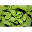 Bio-Süßkraut Stevia 12 cm Topf