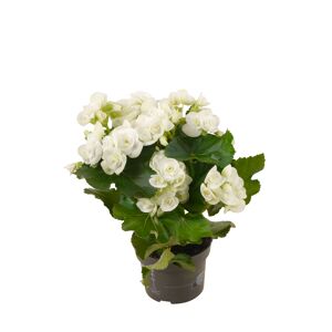 Begonie weiß, 13 cm Topf