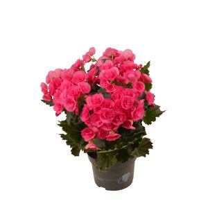 Begonie rosa, 13 cm Topf