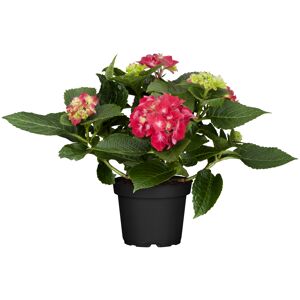 Hortensie rot, 10,5 cm Topf