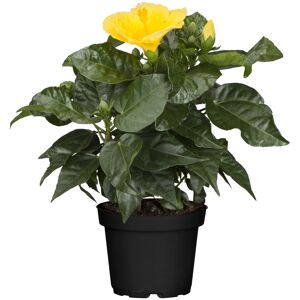 Zimmer-Hibiskus 'Long Life' gelb, 13 cm Topf