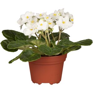 Usambaraveilchen weiß, 10 cm Topf