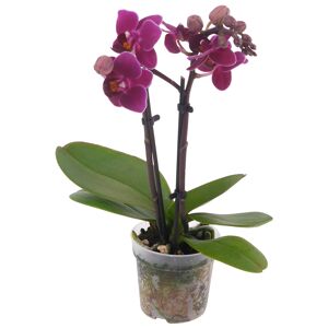 Schmetterlingsorchidee Mini 2 Rispen verschiedene Sorten 7 cm Topf