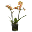 Schmetterlingsorchidee Multiflora 2 Rispen orange/gelb 9 cm Topf