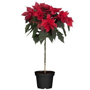 Fairtrade Weihnachtsstern Stämmchen rot 21 cm Topf