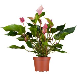 Flamingoblume 'Lilli' rosa 10,5 cm Topf