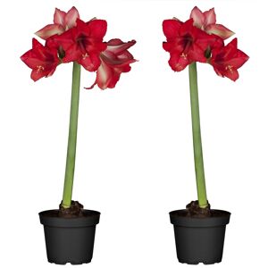 Amaryllis rot 12 cm Topf, 2er-Set