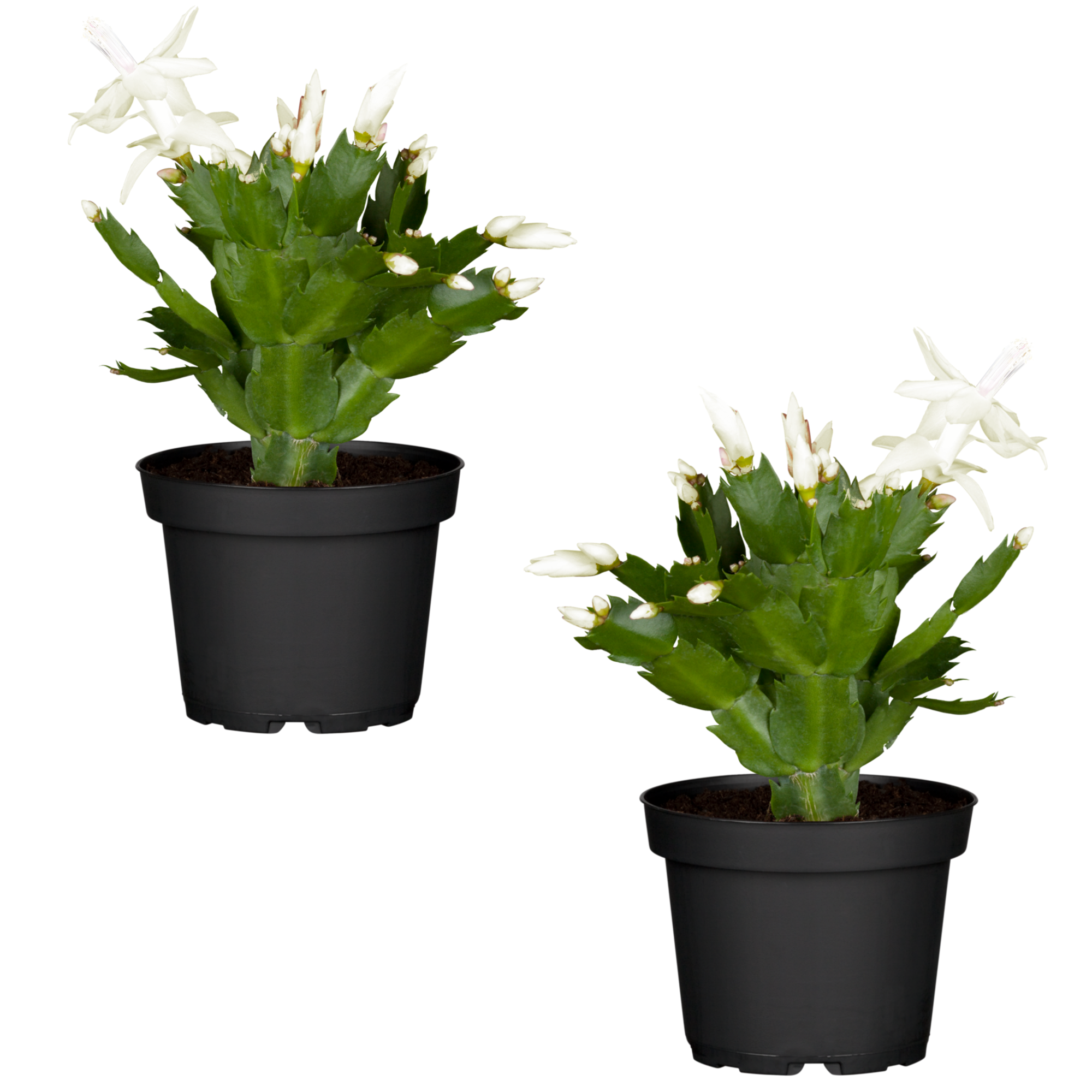 Weihnachtskaktus weiß 11 cm Topf, 2er-Set