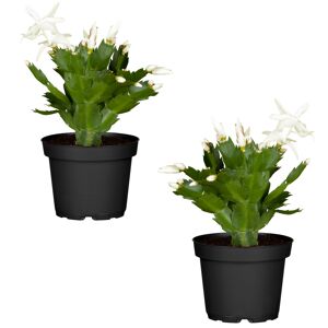 Weihnachtskaktus weiß 11 cm Topf, 2er-Set