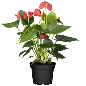 Flamingoblume 'Sierra' rot 14 cm Topf