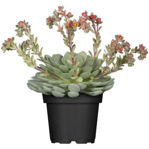 Echeverie 'Dondo', 11 cm Topf