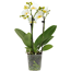 Schmetterlingsorchidee 'Little Kolibri' mit 2 Rispen verschiedene Farben 9 cm Topf