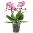 Schmetterlingsorchidee 'Little Kolibri' mit 2 Rispen verschiedene Farben 9 cm Topf