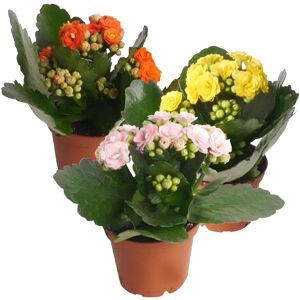 Kalanchoe gefüllt Farbmix 7 cm Topf, 3er-Set