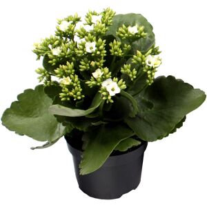 Kalanchoe weiß 10,5 cm Topf, einfach blühend