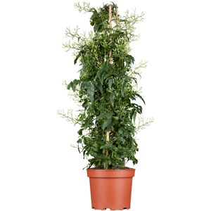 Zimmerjasmin Pyramide 17 cm Topf
